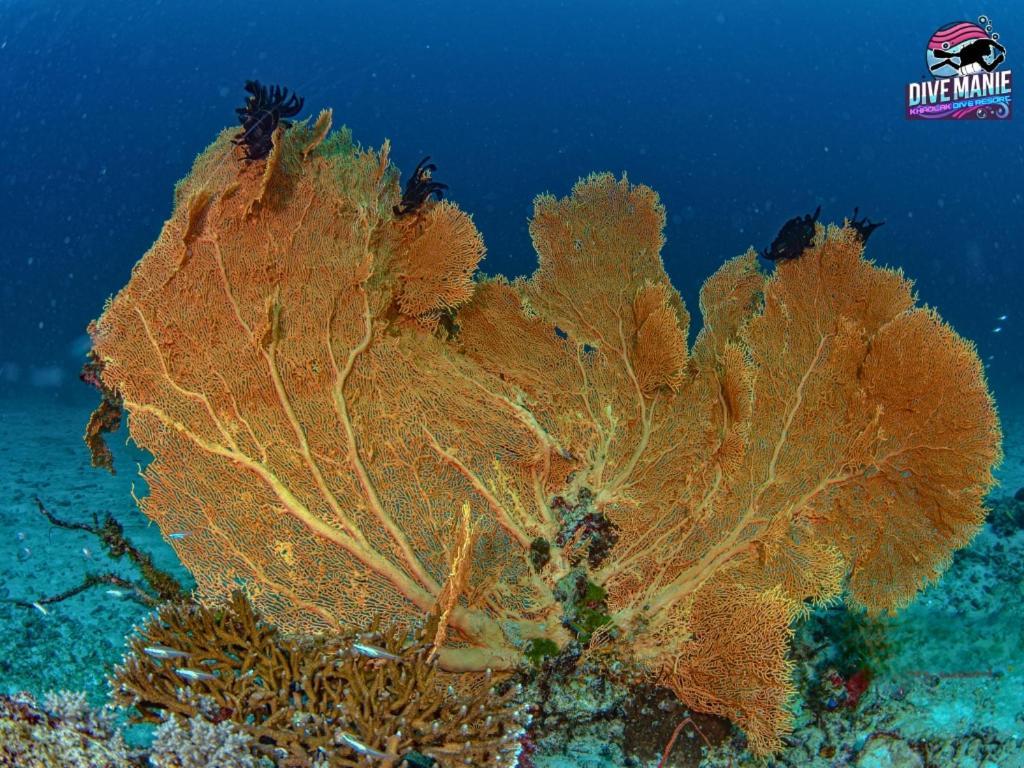 Khaolak Dive Resort Као Лак Екстериор снимка