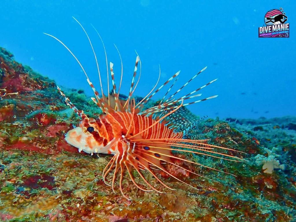 Khaolak Dive Resort Као Лак Екстериор снимка